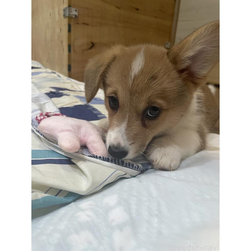 販売中の滋賀県のウェルシュコーギーペンブローク-427020の3枚目