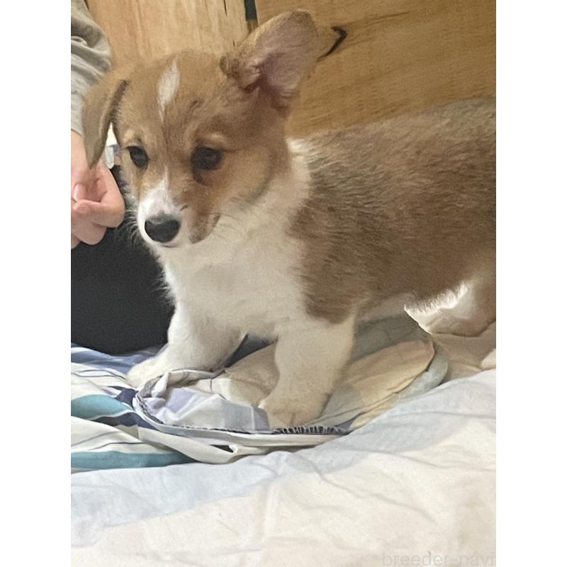 販売中の滋賀県のウェルシュコーギーペンブローク-427020の2枚目