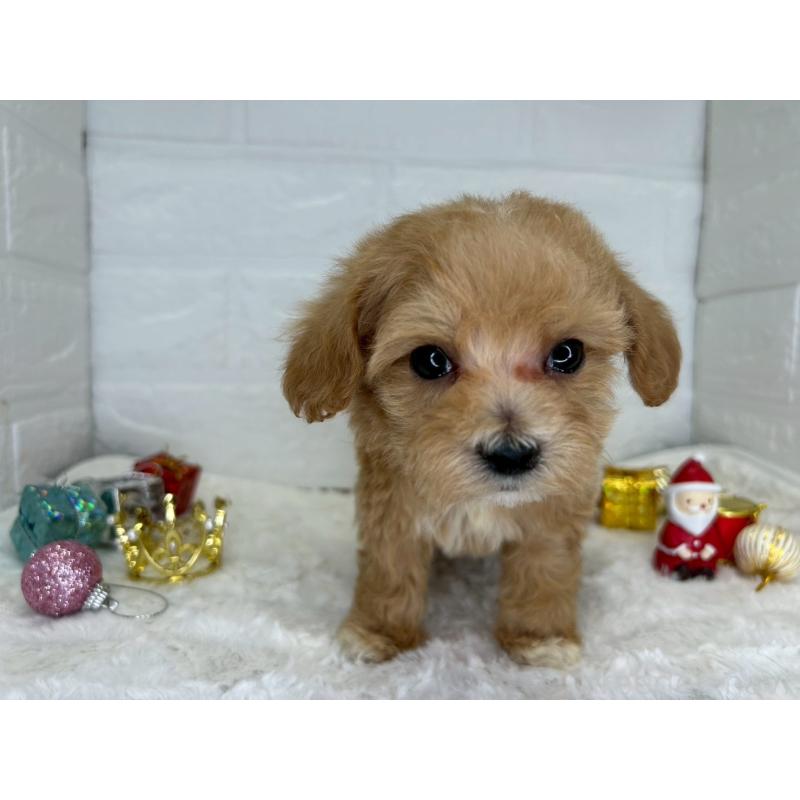 販売中の茨城県のマルプー:マルチーズ×トイプードル-427021の10枚目