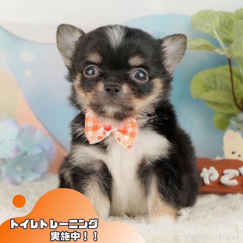 販売中の静岡県のチワワ(ロングコート)-428012