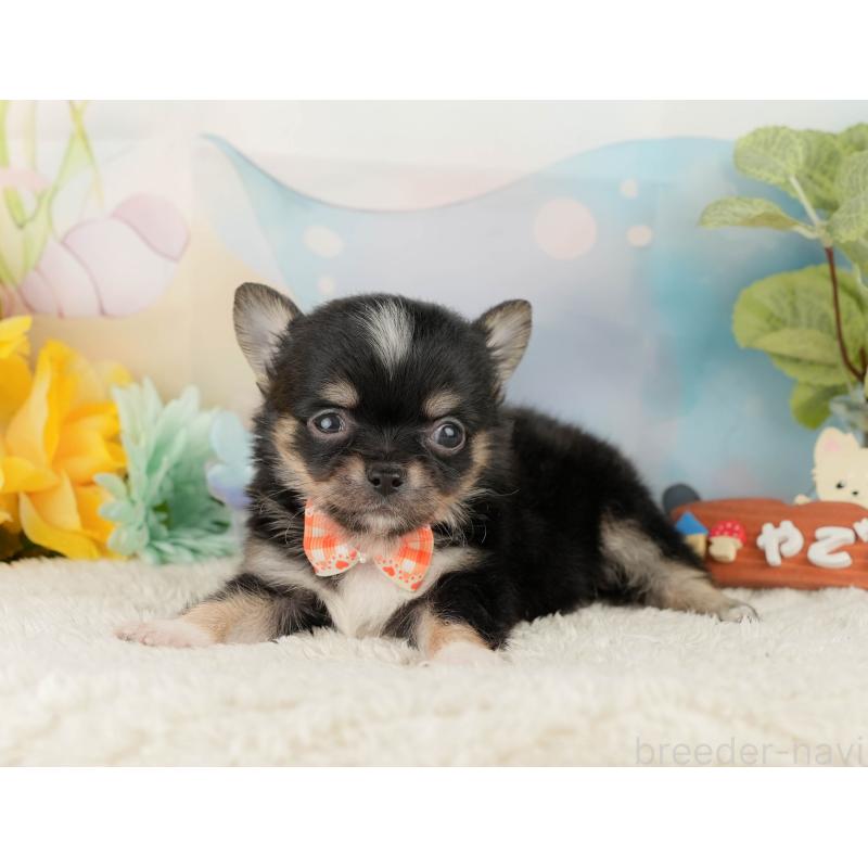 販売中の静岡県のチワワ(ロングコート)-428012の9枚目