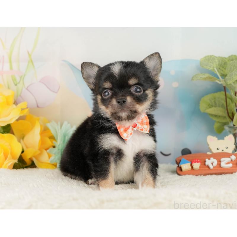 販売中の静岡県のチワワ(ロングコート)-428012の8枚目