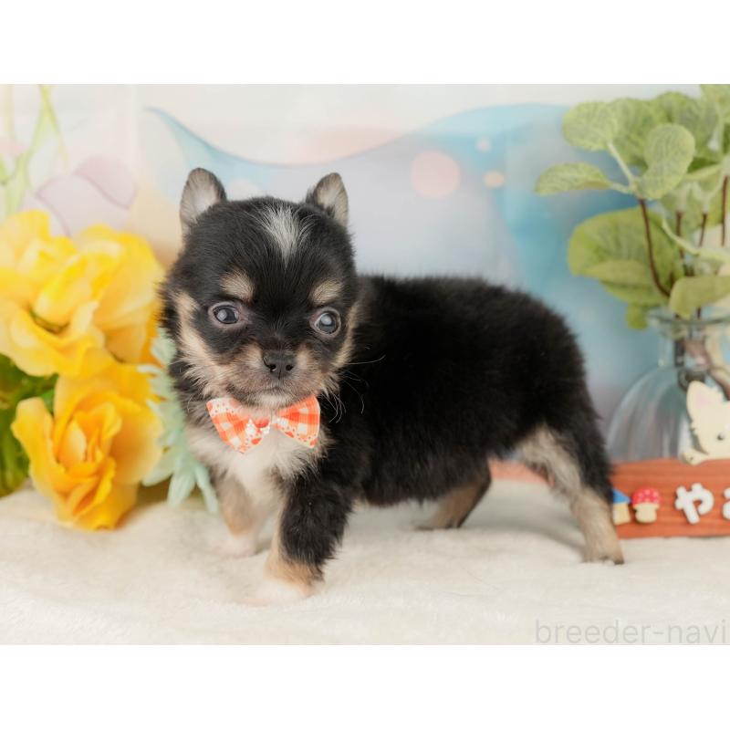 販売中の静岡県のチワワ(ロングコート)-428012の7枚目