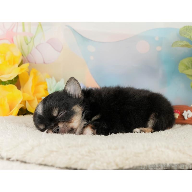 販売中の静岡県のチワワ(ロングコート)-428012の6枚目