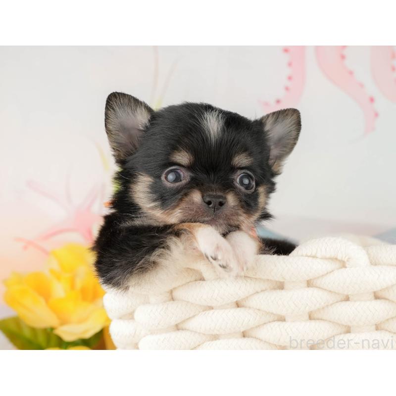 販売中の静岡県のチワワ(ロングコート)-428012の5枚目