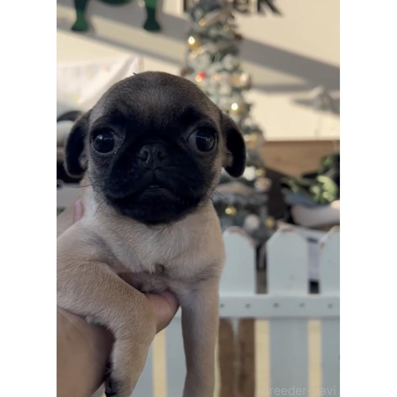 販売中の福岡県のパグ-418849の3枚目