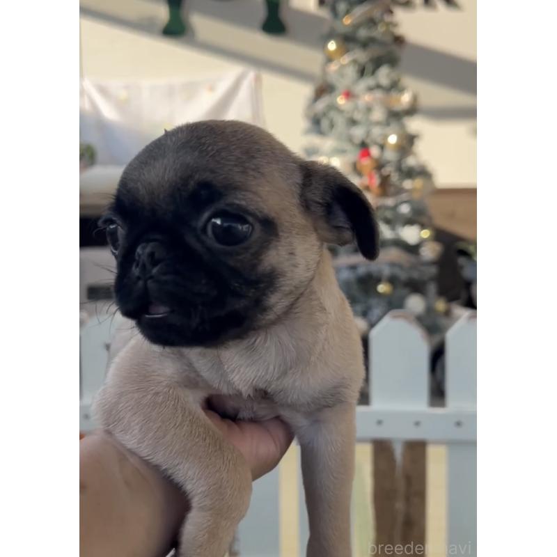 販売中の福岡県のパグ-418849の2枚目