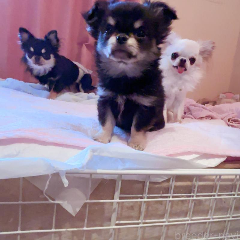 成約済の香川県のチワワ(ロングコート)-414547の2枚目