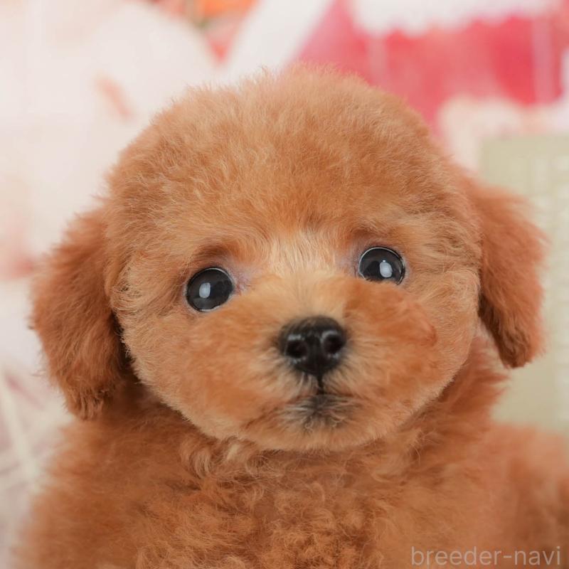 販売中の茨城県のトイプードル-427074