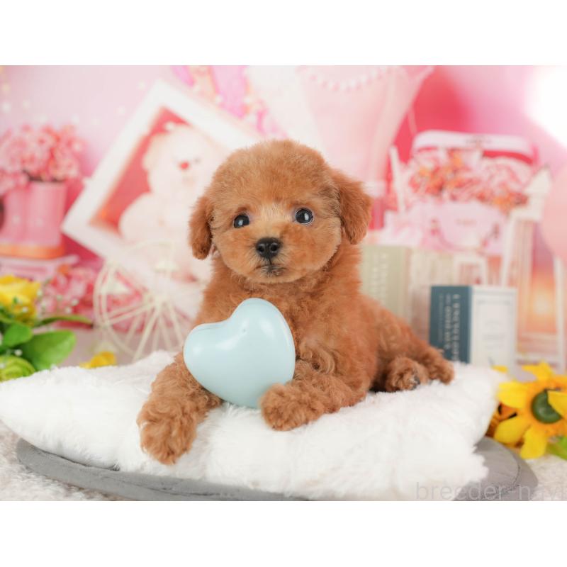 販売中の茨城県のトイプードル-427074の7枚目