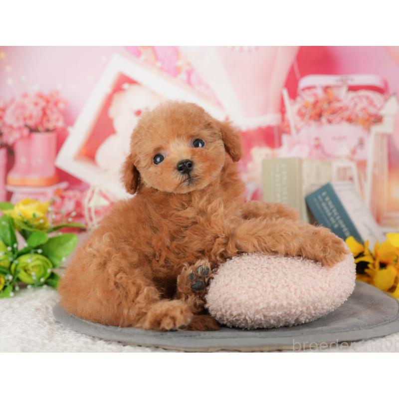 販売中の茨城県のトイプードル-427074の6枚目