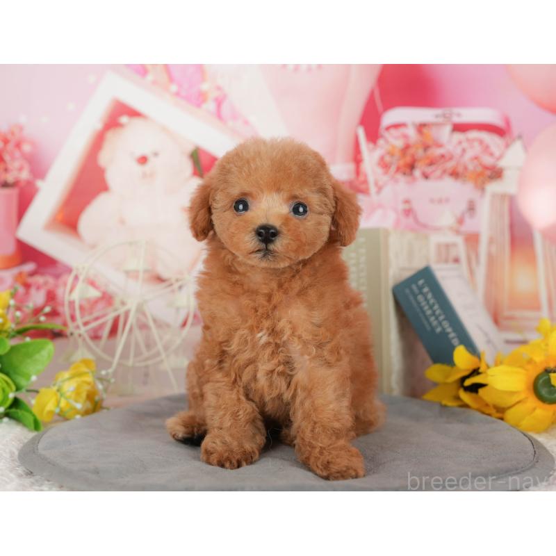 販売中の茨城県のトイプードル-427074の5枚目