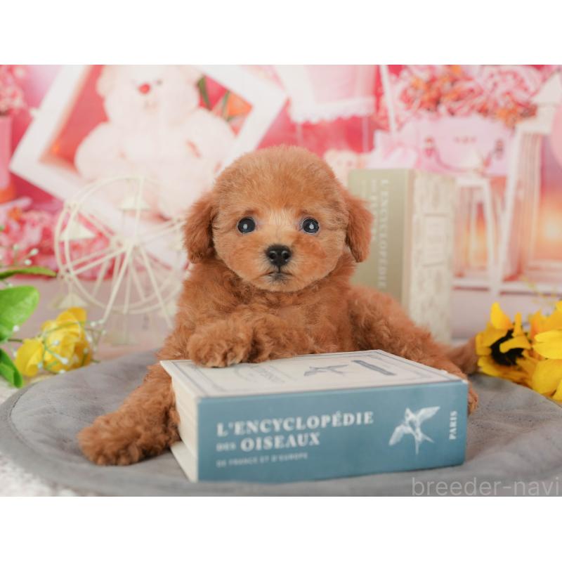 販売中の茨城県のトイプードル-427074の4枚目