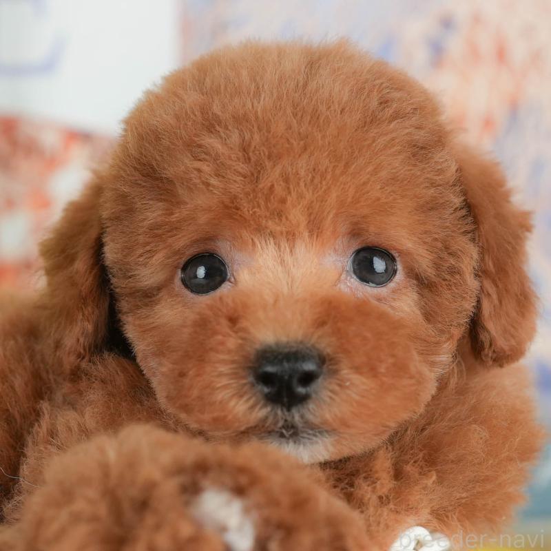 販売中ののトイプードル-427070