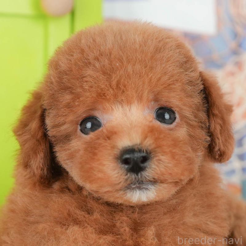 販売中の茨城県のトイプードル-427070の9枚目