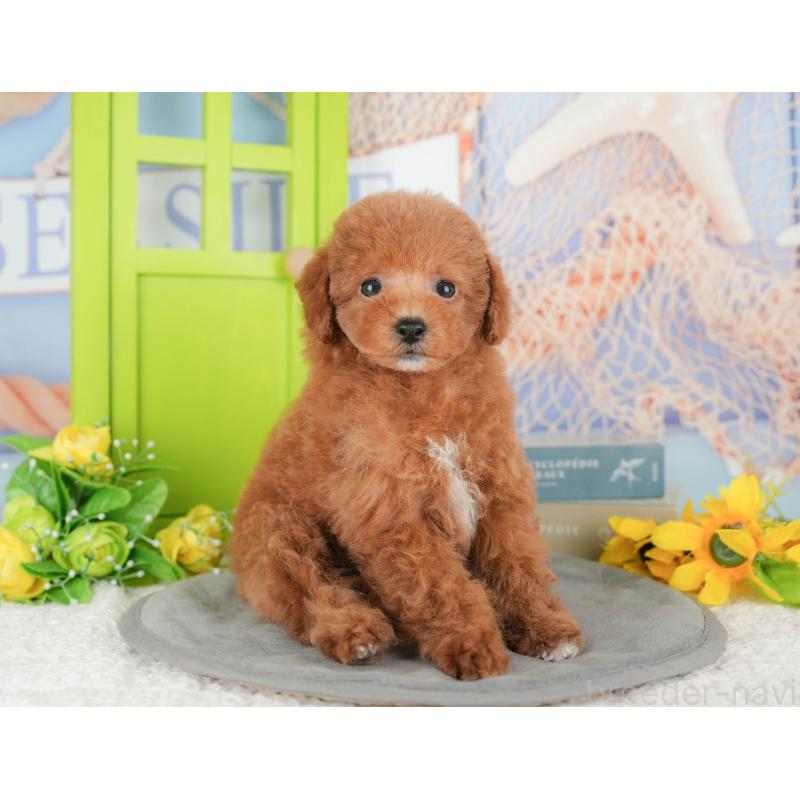 販売中の茨城県のトイプードル-427070の8枚目