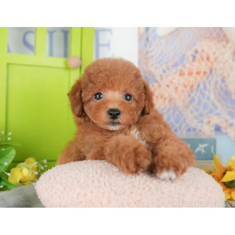 販売中の茨城県のトイプードル-427070の6枚目