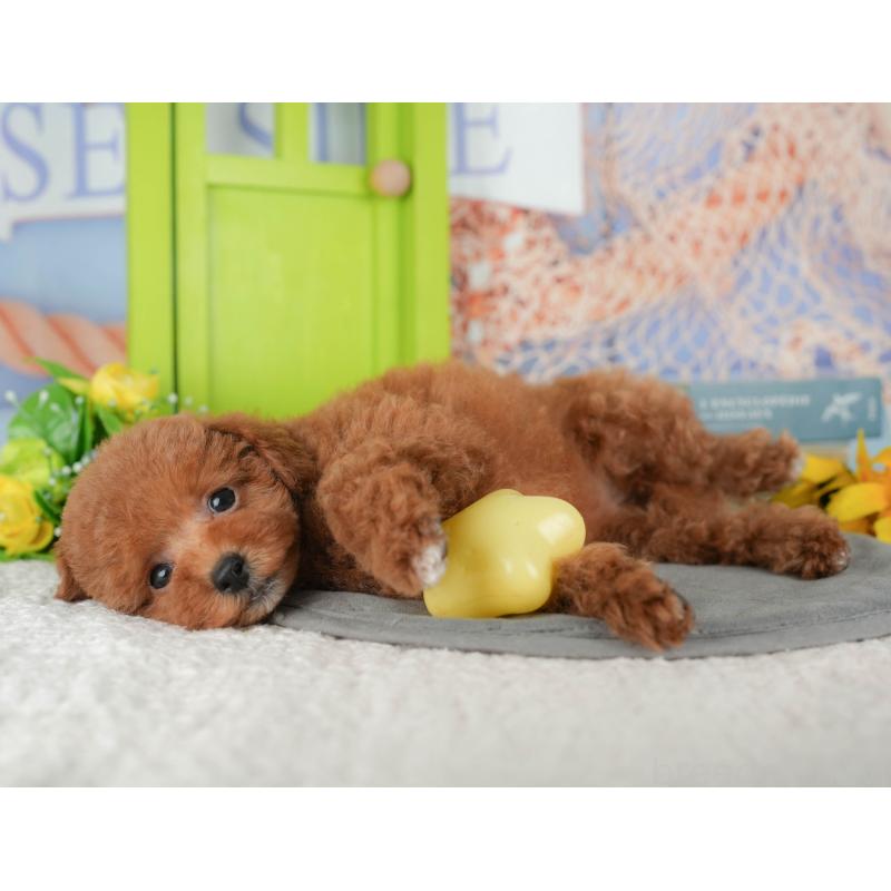 販売中の茨城県のトイプードル-427070の4枚目