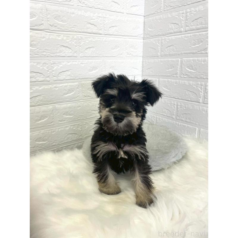 成約済の岡山県のミニチュアシュナウザー-421790の11枚目