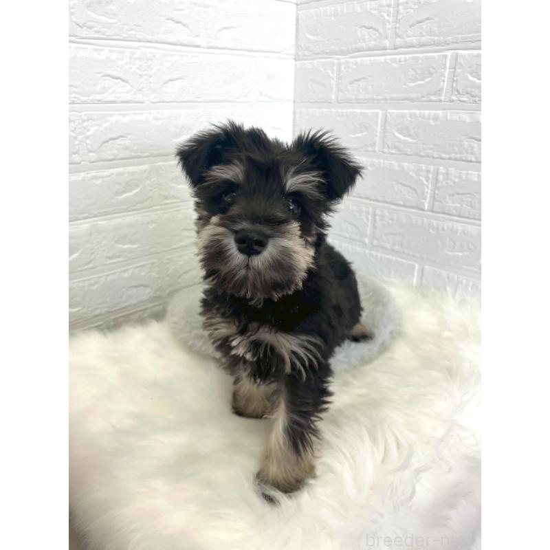 成約済の岡山県のミニチュアシュナウザー-421790の10枚目