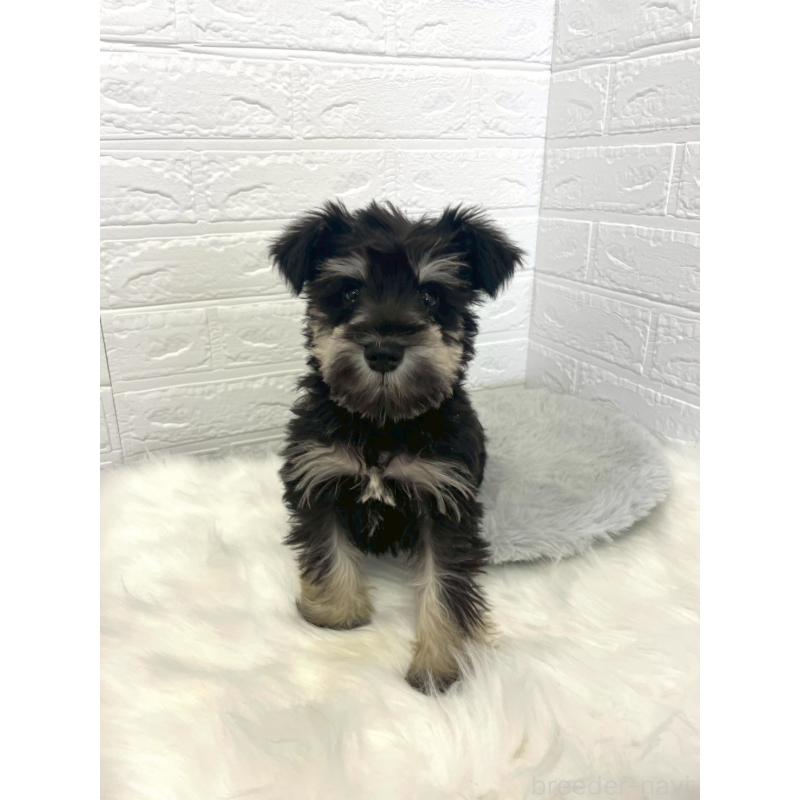 成約済の岡山県のミニチュアシュナウザー-421790の9枚目