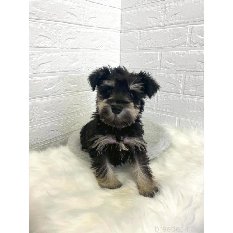 成約済の岡山県のミニチュアシュナウザー-421790の8枚目