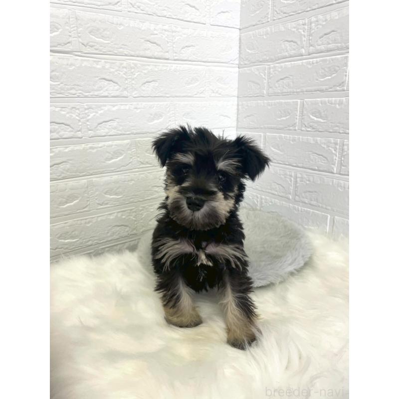 成約済の岡山県のミニチュアシュナウザー-421790の7枚目