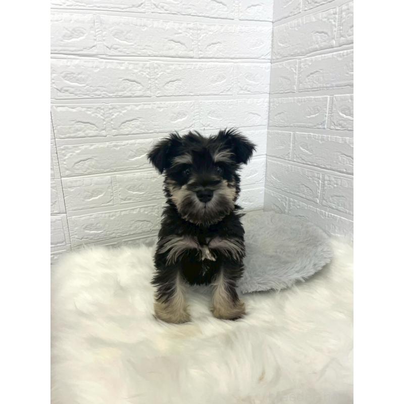 成約済の岡山県のミニチュアシュナウザー-421790の6枚目