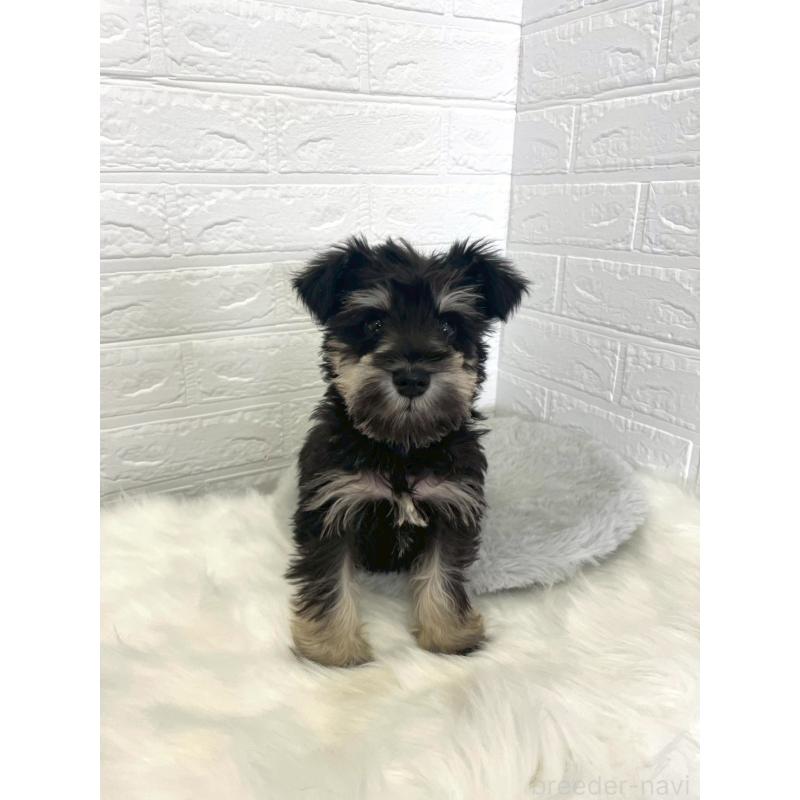 成約済の岡山県のミニチュアシュナウザー-421790の5枚目