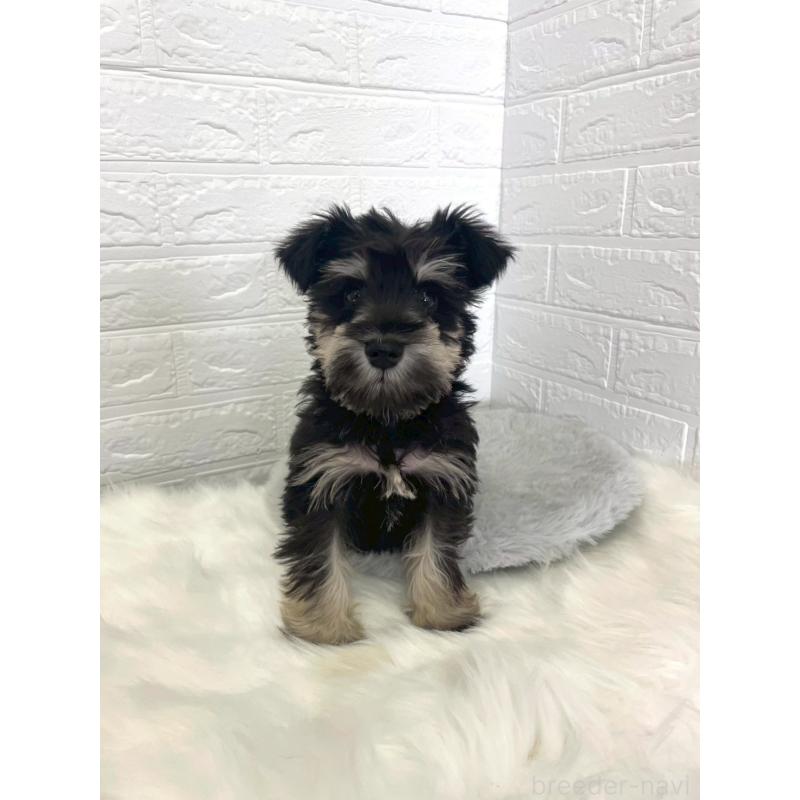 成約済の岡山県のミニチュアシュナウザー-421790の4枚目