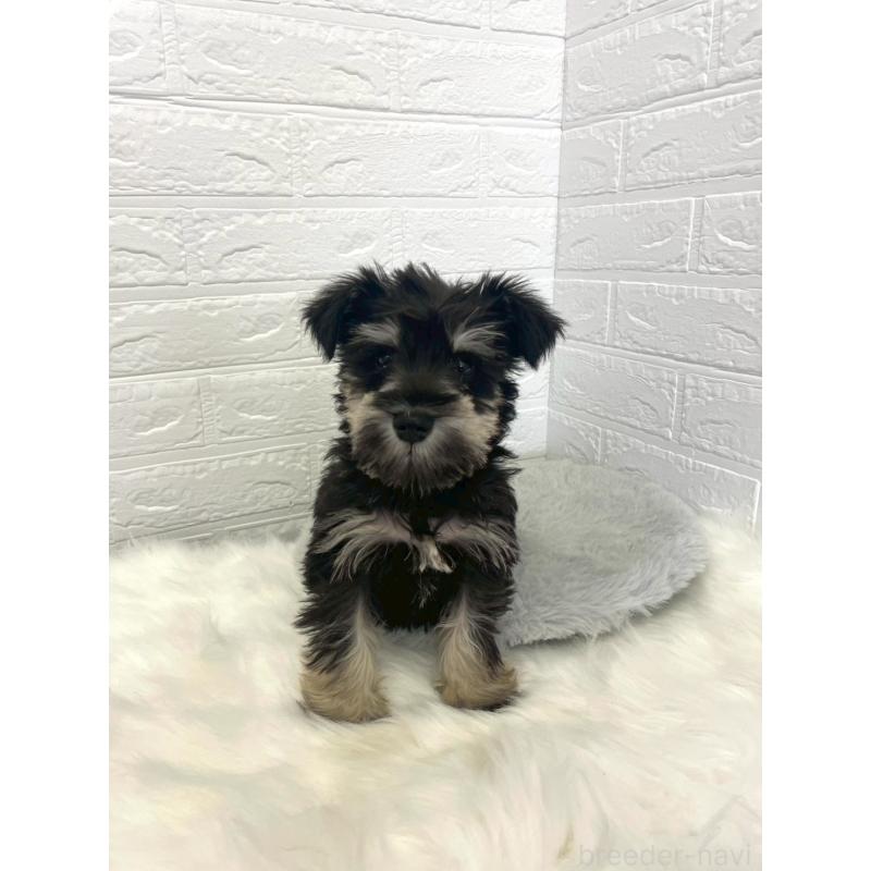 成約済の岡山県のミニチュアシュナウザー-421790の3枚目