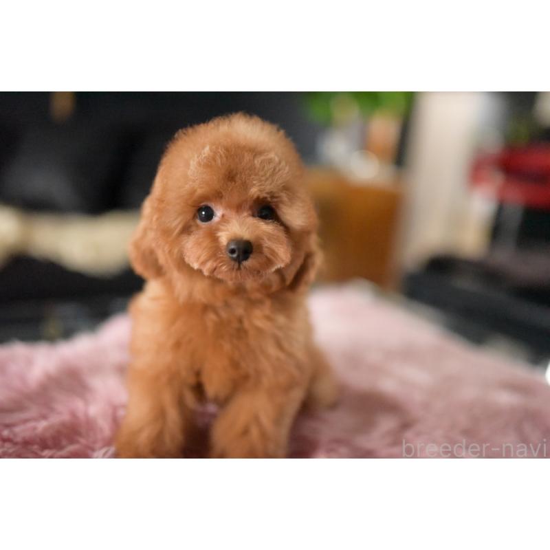 販売中の茨城県のタイニープードル-418385の6枚目