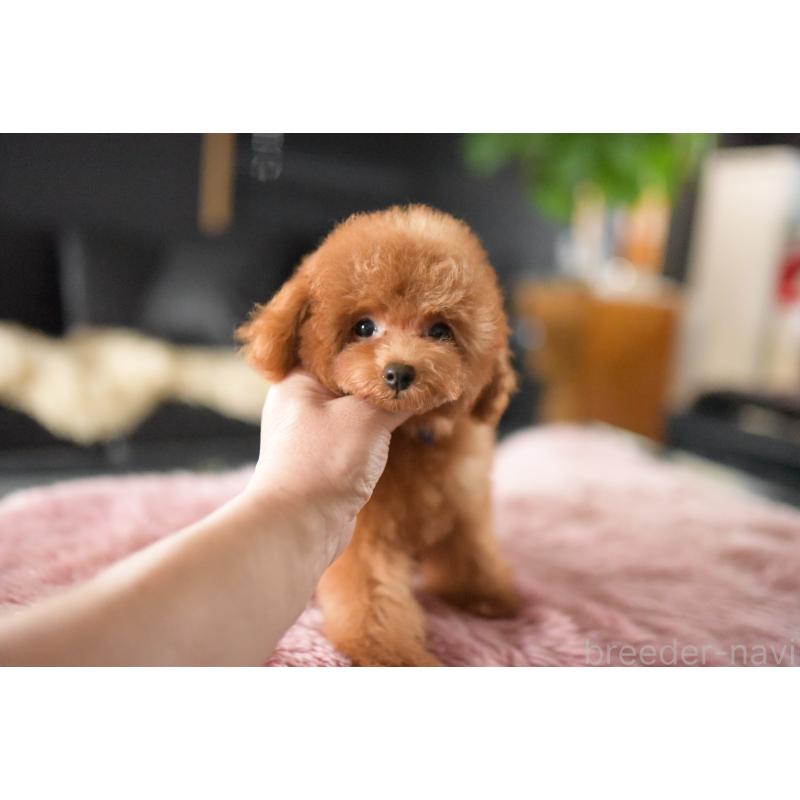 販売中の茨城県のタイニープードル-418385の5枚目