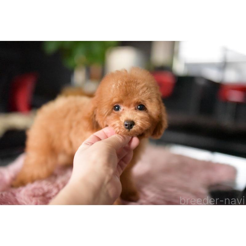 販売中の茨城県のタイニープードル-418385の4枚目