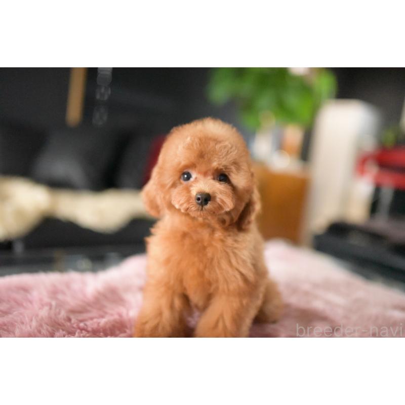 販売中の茨城県のタイニープードル-418385の3枚目
