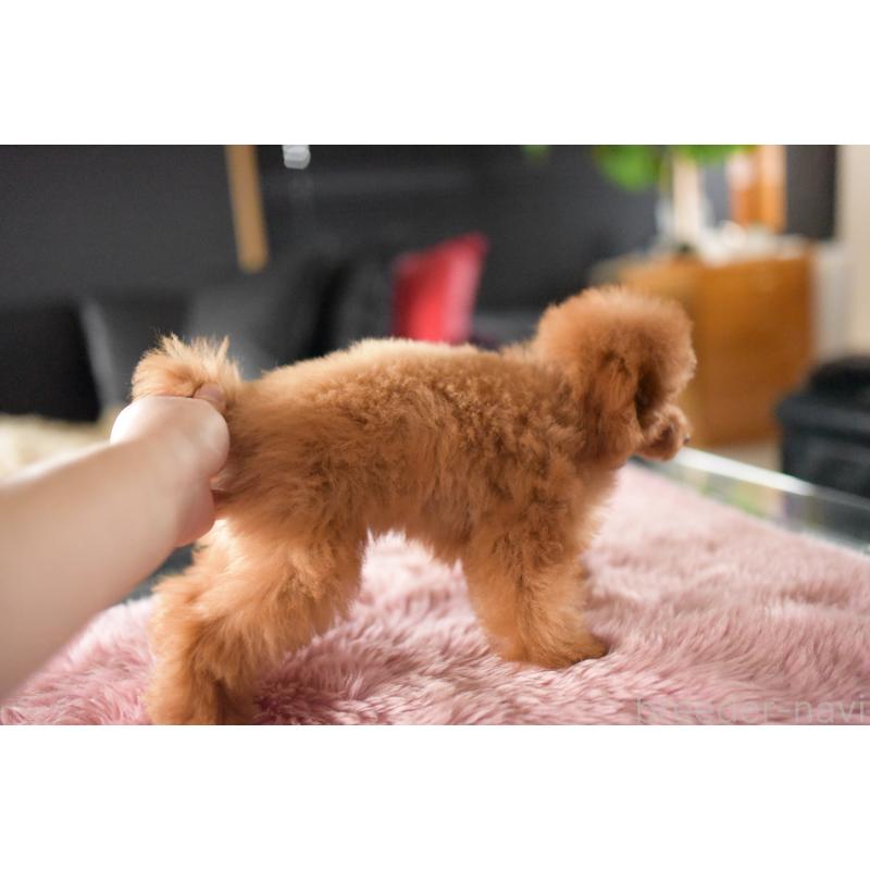 販売中の茨城県のタイニープードル-418385の2枚目