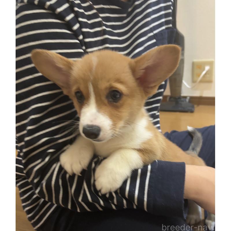 販売中の滋賀県のウェルシュコーギーペンブローク-427022