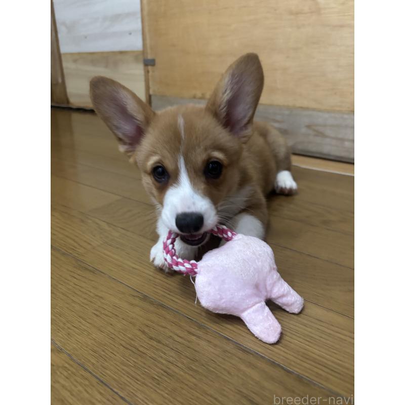 販売中の滋賀県のウェルシュコーギーペンブローク-427022の3枚目
