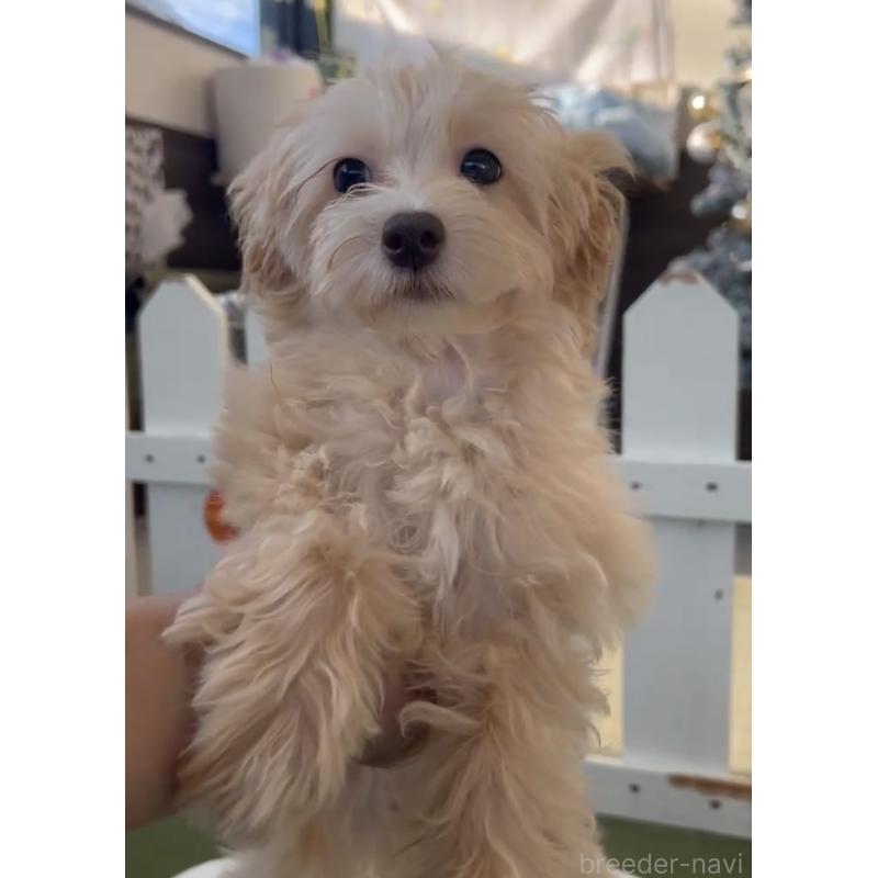 販売中の福岡県のマルプー:マルチーズ×トイプードル-417842の2枚目
