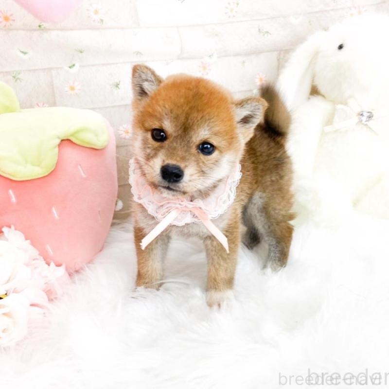 販売中の滋賀県の柴犬-427024の1枚目