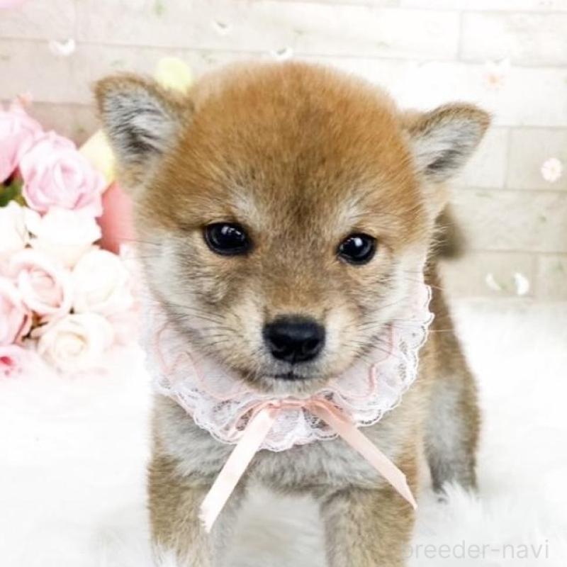 販売中の滋賀県の柴犬-427024の6枚目