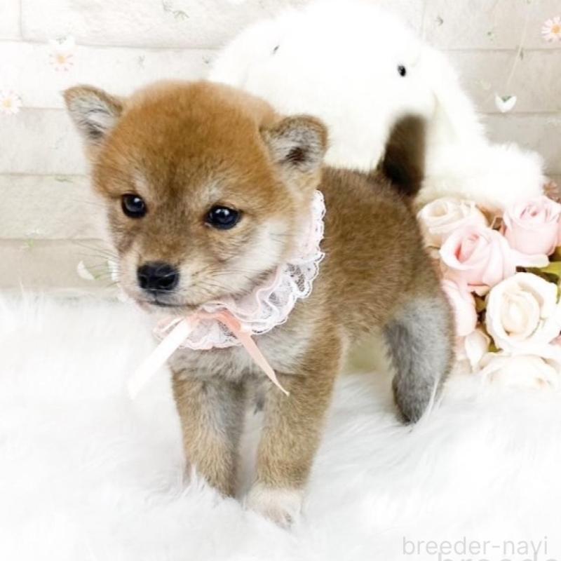 販売中の滋賀県の柴犬-427024の5枚目