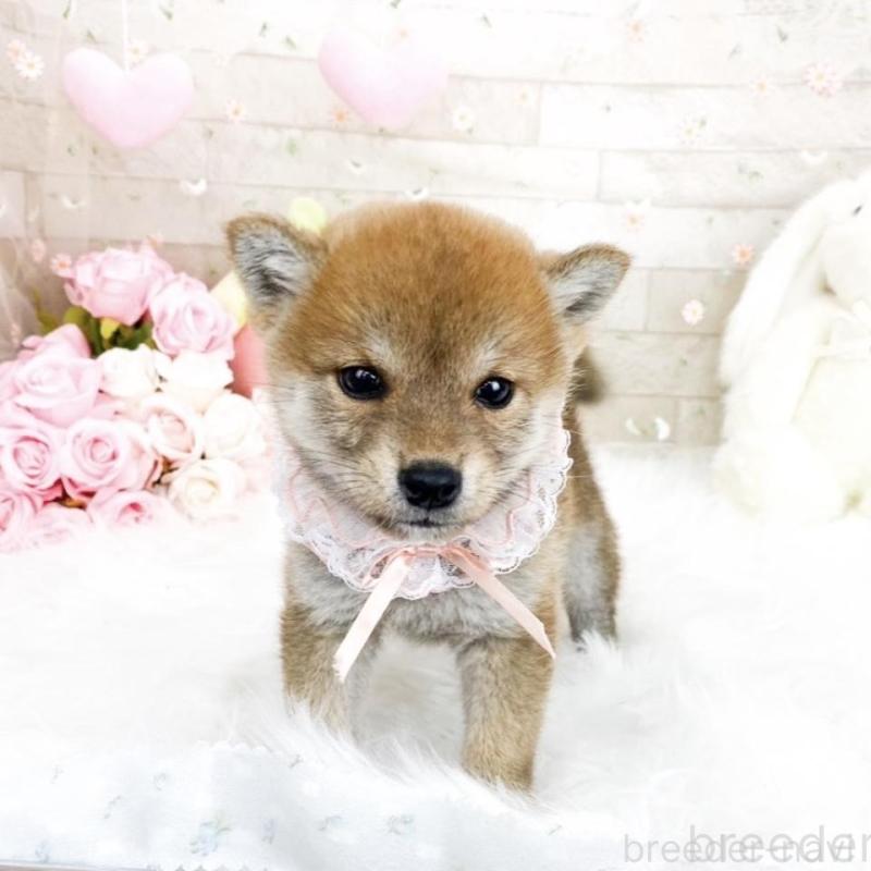 販売中の滋賀県の柴犬-427024の3枚目