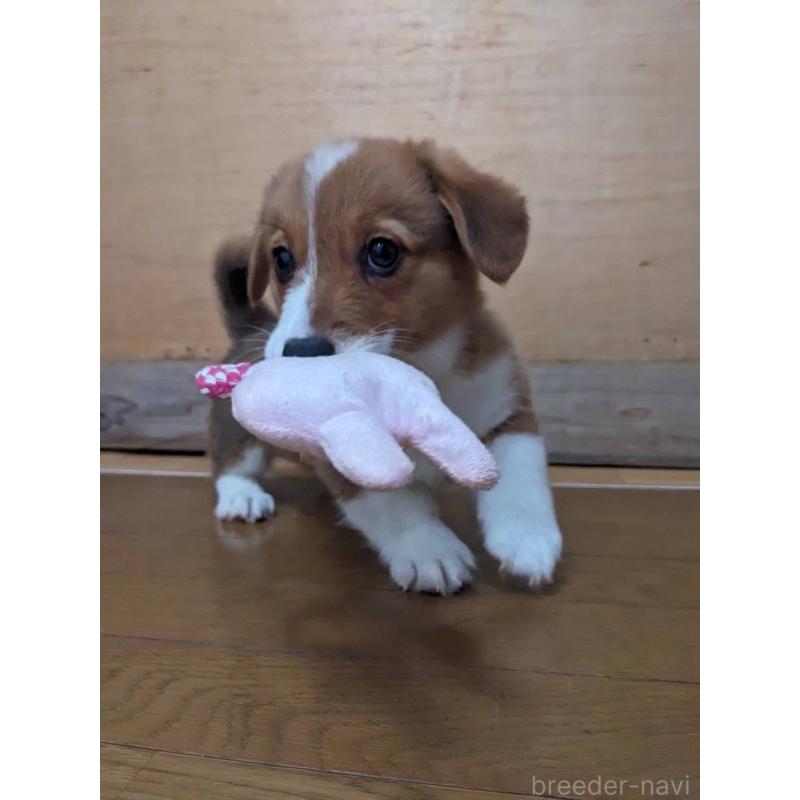 販売中の滋賀県のウェルシュコーギーペンブローク-427026の4枚目