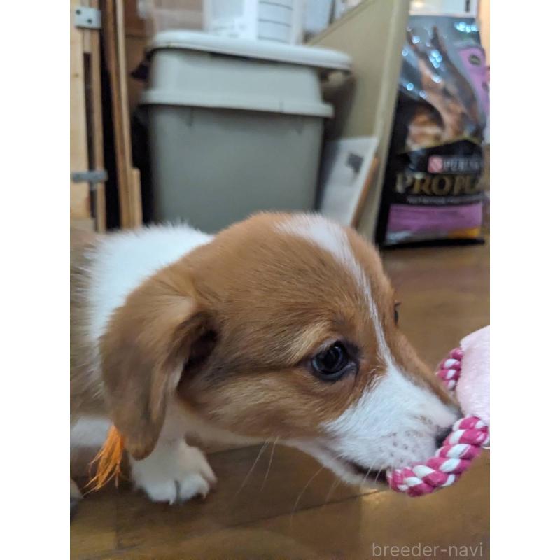 販売中の滋賀県のウェルシュコーギーペンブローク-427026の3枚目