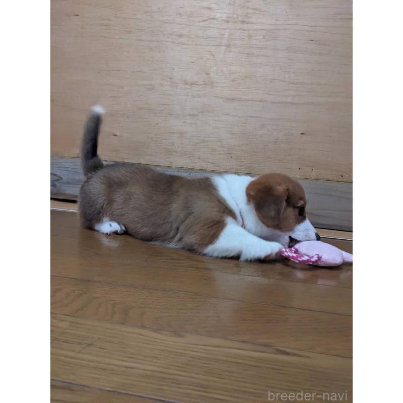 販売中の滋賀県のウェルシュコーギーペンブローク-427026の2枚目