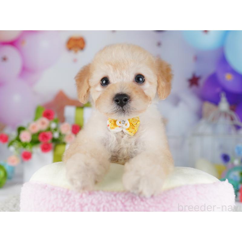 販売中の東京都のトイプードル-427027の8枚目