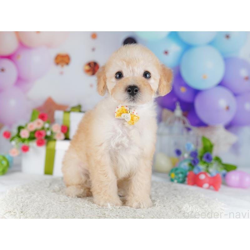 販売中の東京都のトイプードル-427027の7枚目