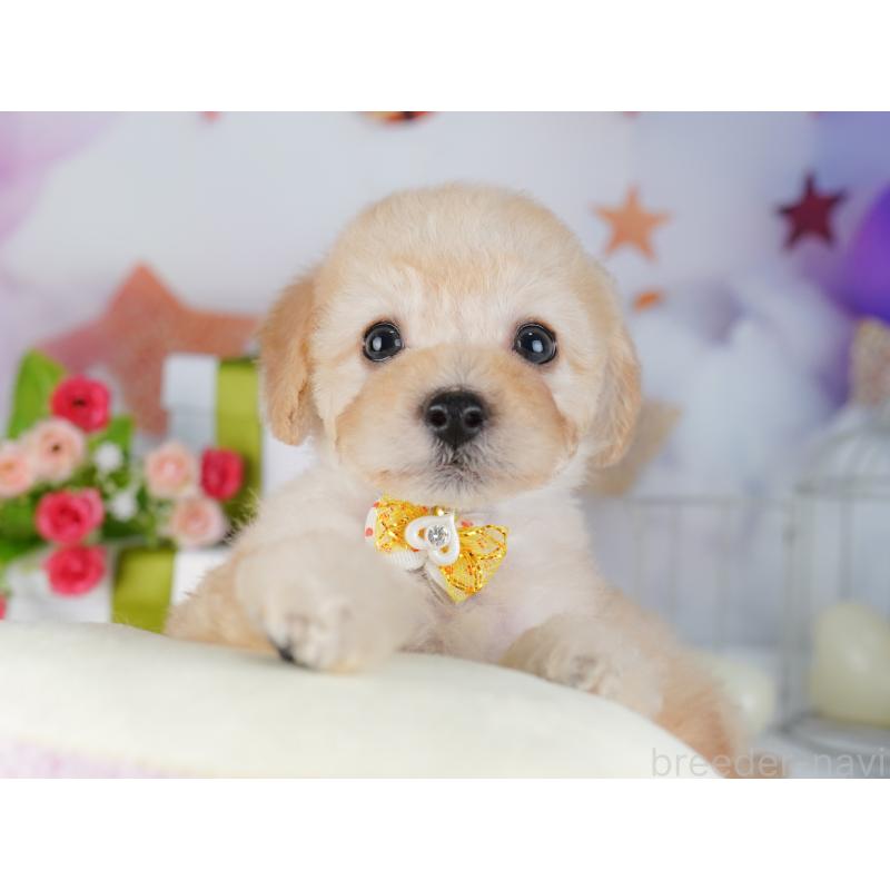 販売中の東京都のトイプードル-427027の6枚目