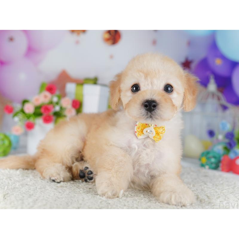 販売中の東京都のトイプードル-427027の5枚目